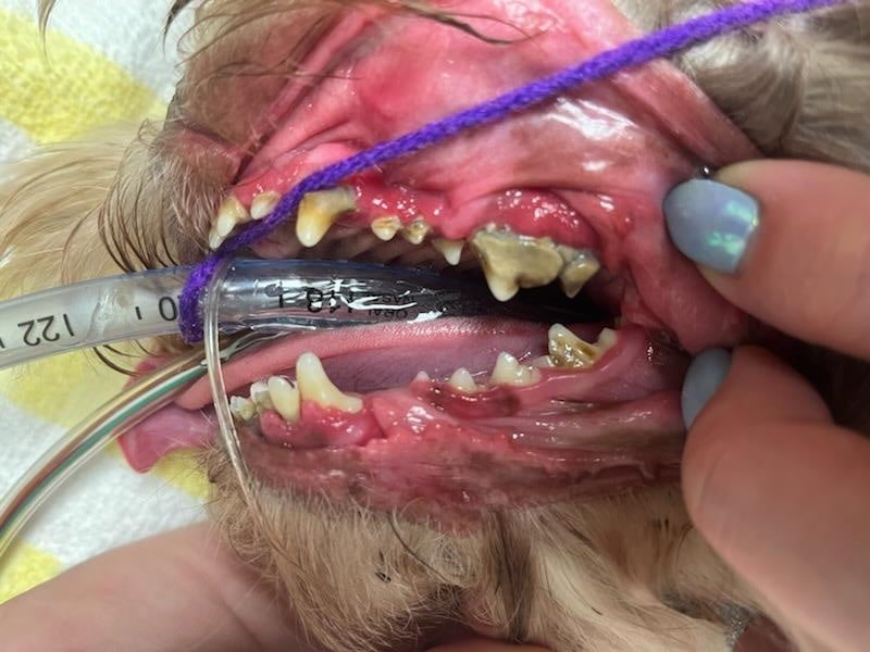 Dirty Teeth 2 Dirty Teeth 2