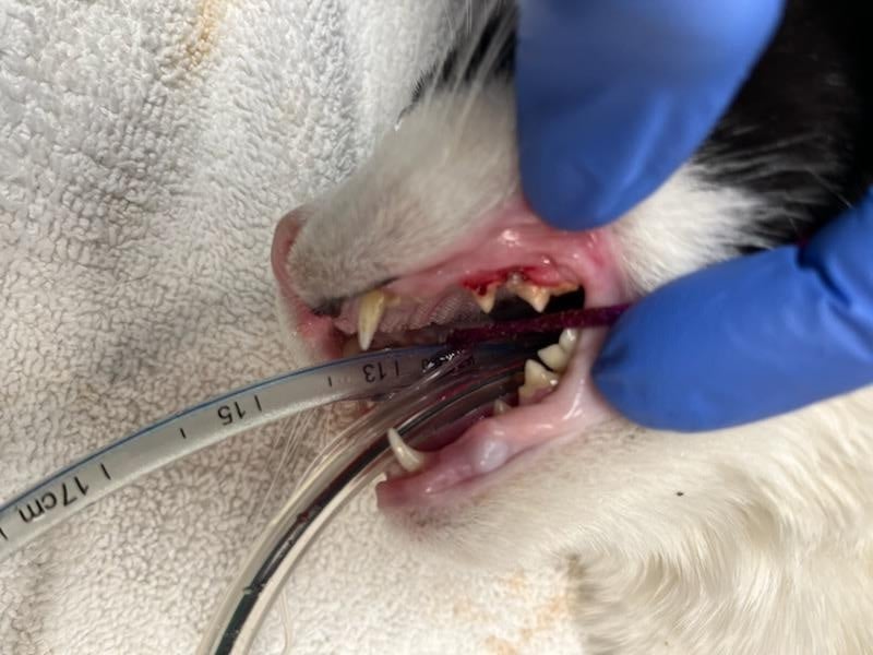 Kitty Before Kitty Before