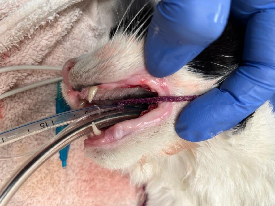 After Kitty After Kitty