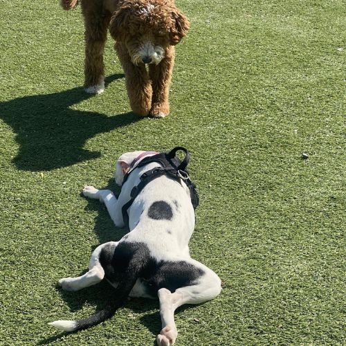 Aces Pickleball + Kitchen Aces Pickleball + Kitchen