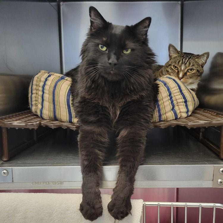 Cat Preventive Care Cat Preventive Care