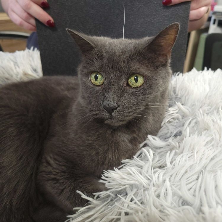 Mabel, our Senior Clinic Cat