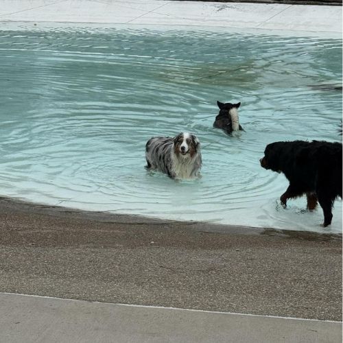 Furfield Dog Park Furfield Dog Park