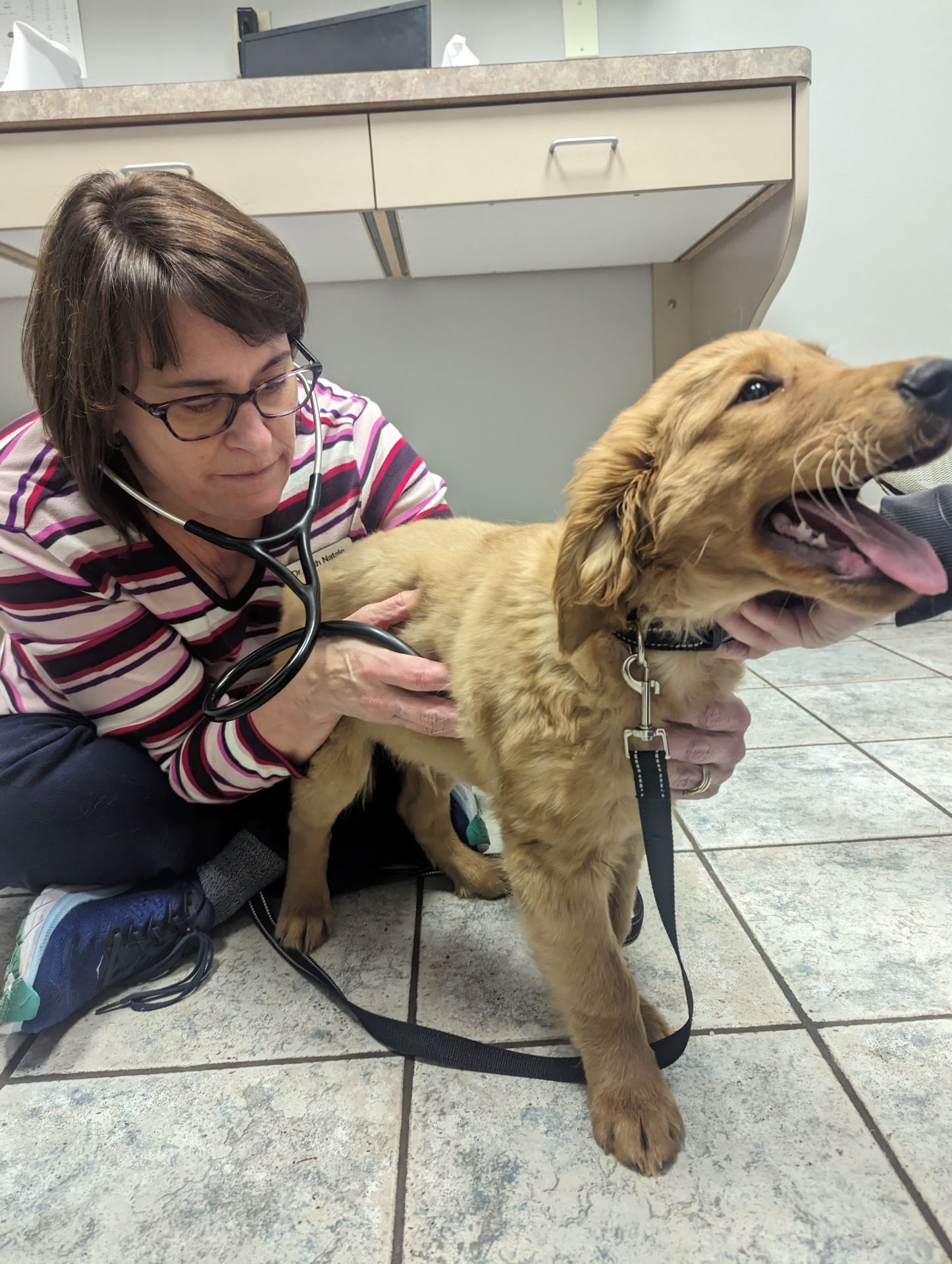 Dr. Natale doing an exam on a Golden Puppy