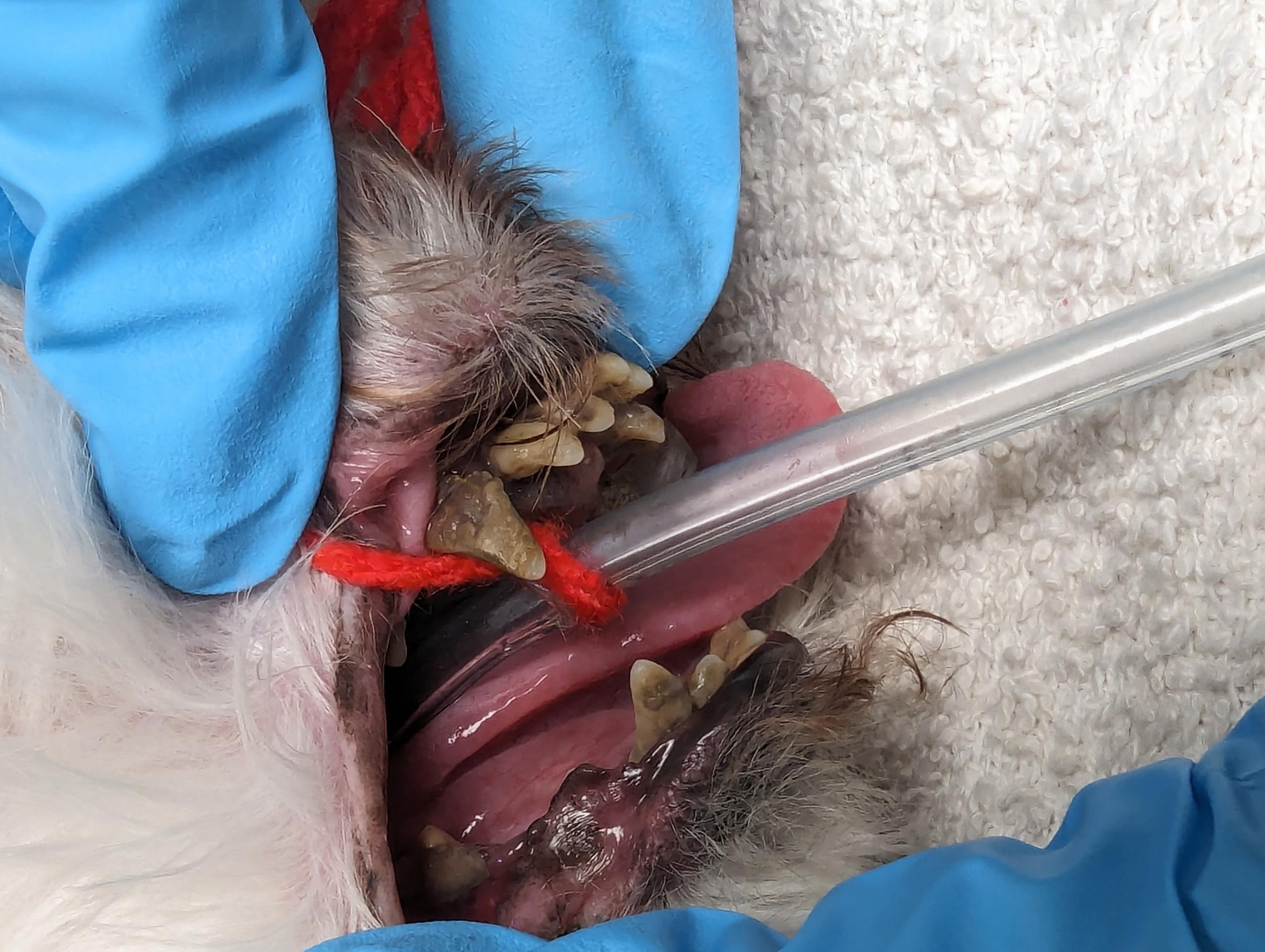 Dirty Teeth 1 Dirty Teeth 1