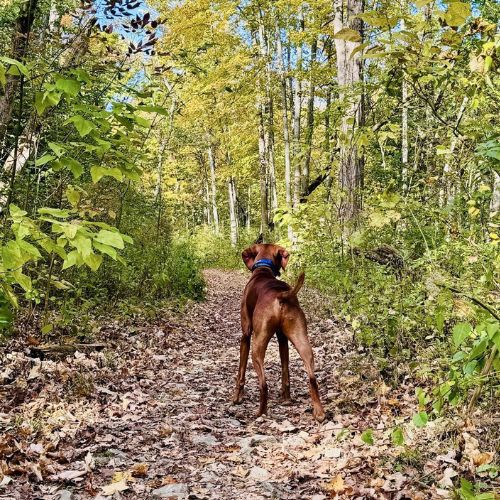 Redbird Hollow Trail Redbird Hollow Trail