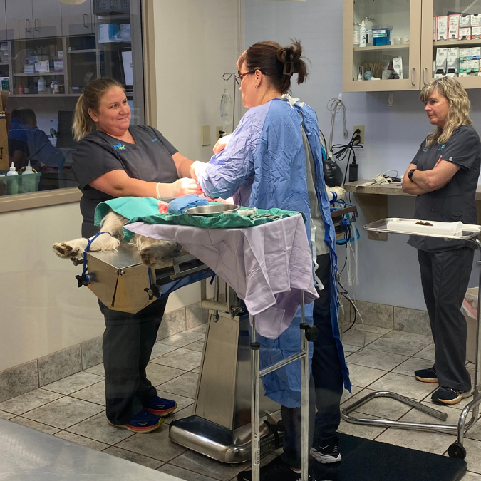 Dr. Natale and Elli performing a sugery