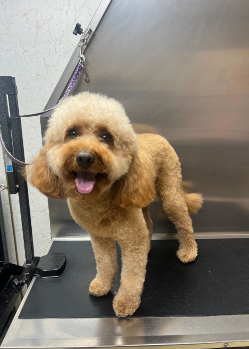 A Dog Post Groom 