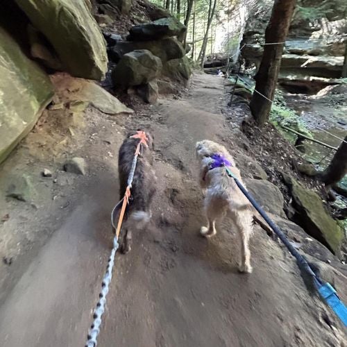 Dogs on Trail Two dogs on a trail
