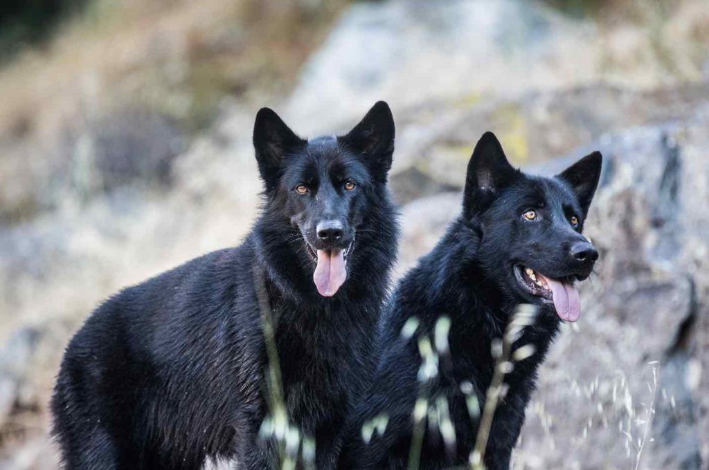 Mexcian Wolfdog - Calupoh