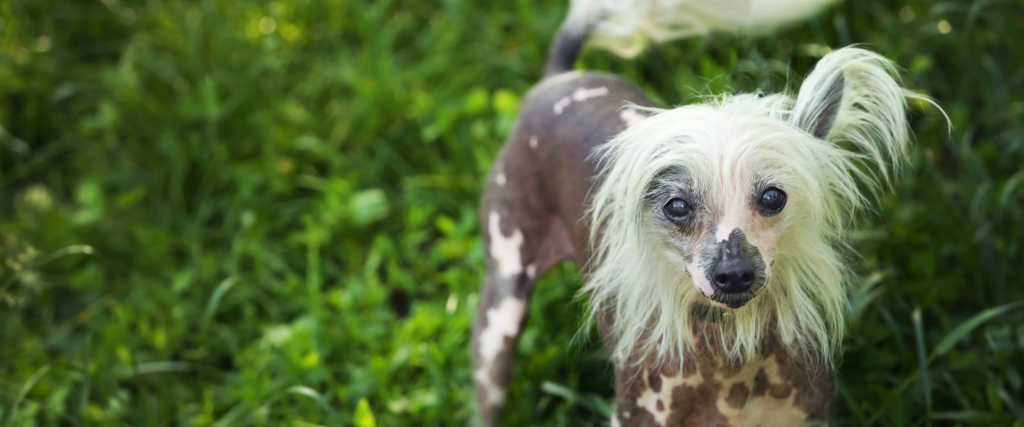 Crested Dog