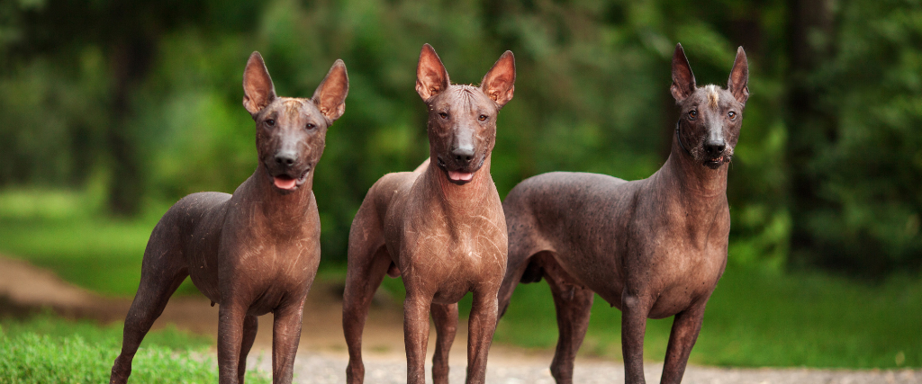 Xolo Mexican Dogs