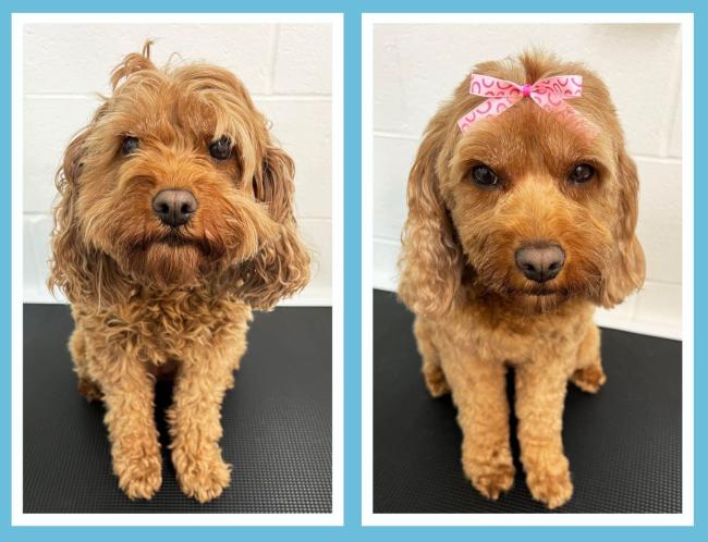 brown dog grooming before and after 