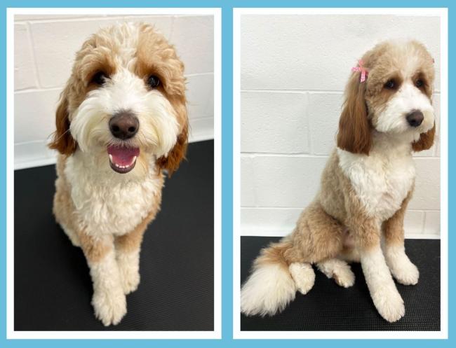 brown and white dog grooming before and after