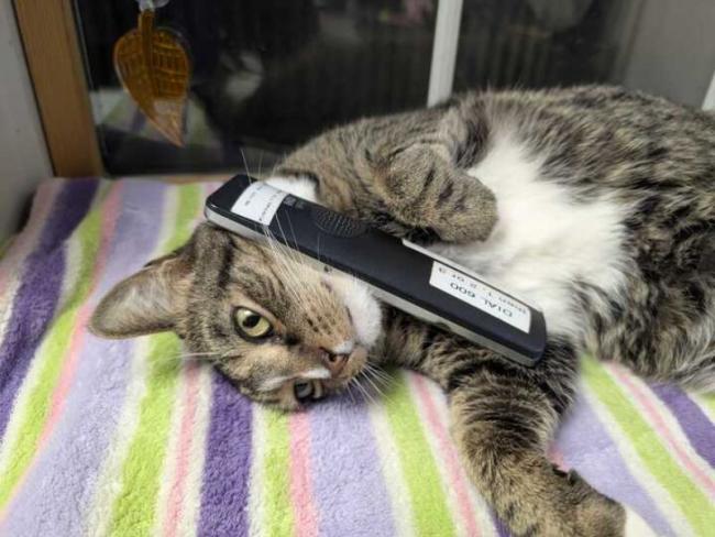 Jack, our housecat on the phone with a client