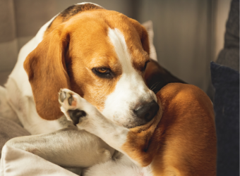 Revolutionizing Canine Allergy Management