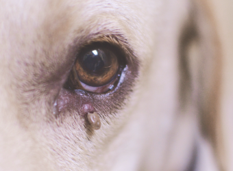 No Off-Season: Why Flea and Tick Prevention Matters All Year Long