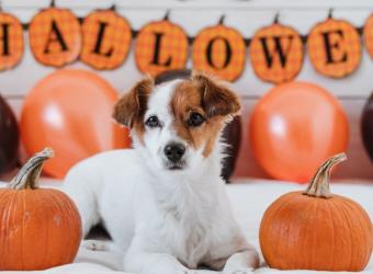 4 Spooktacular Ways to Keep Your Pets Safe on Halloween